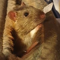 Charlie Wendigo Cassidy Ashfield