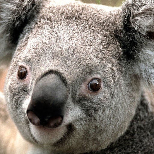 Лейла Есенбулатова