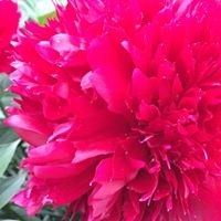 Maureen Brown Robinson