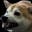 Angery Shobe