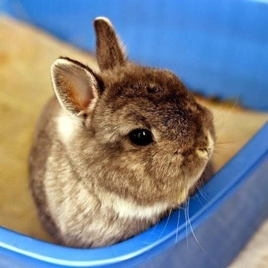 The Daily Squishster