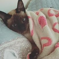 Даваацэрэн Тойвгоо