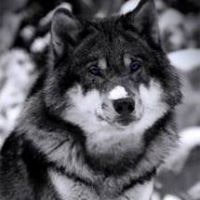 Дима Ярыгин