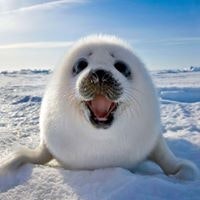 Ольга Старшая