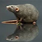 Complete Pestcontrol