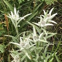 Byambaa Chuluunbaatar