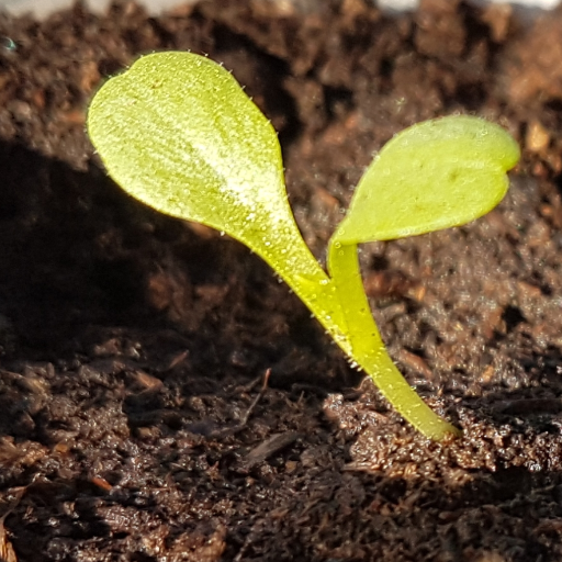 Restons_Courtois_SVP