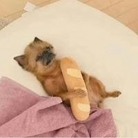 Andrea Gispert Tello