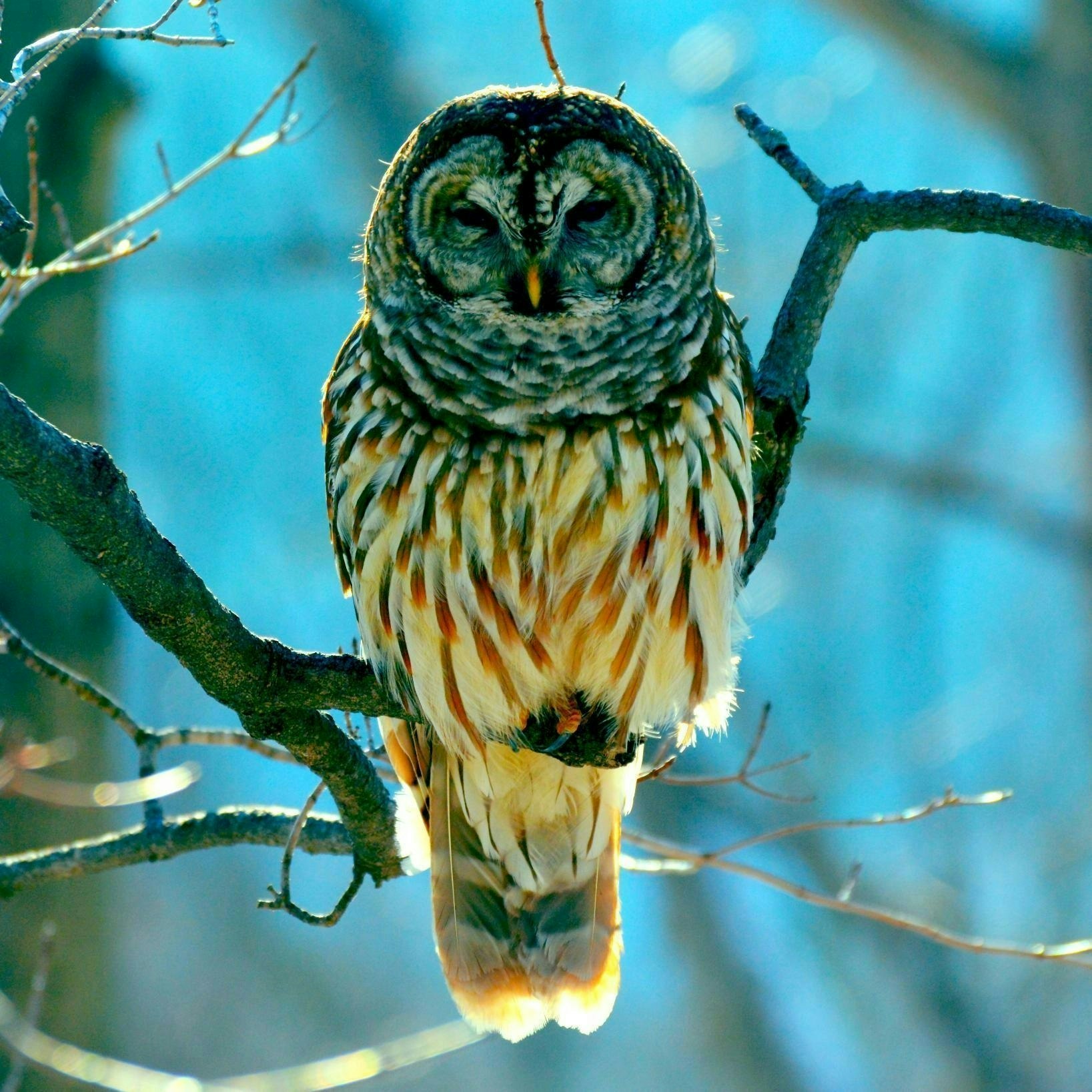 Owl Photos