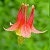 Columbine Phoenix