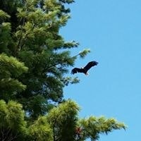 Paula Boucher Henderson