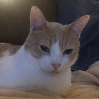 Hidey Samantha Thomas