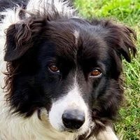 Ombromanto Di Petrademone