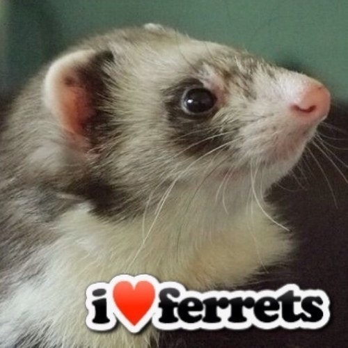 I Heart Ferrets