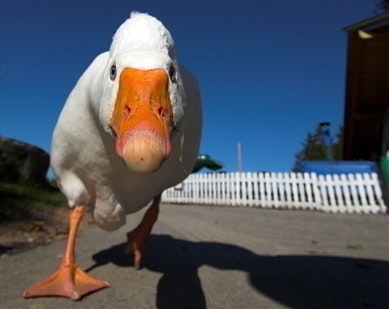 Professor Quack