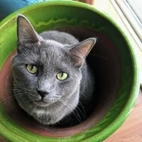 Ammie Fenlon Gerhardt