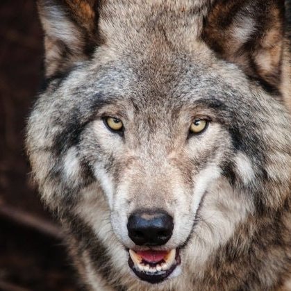 Владимир Мелешко