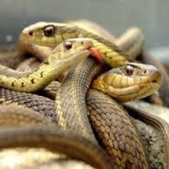 Maria Gabriela Fernandez Rojas