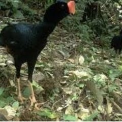 Argenis Jose Monzon Rojas