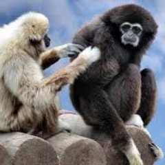 Deixon Jose Perez Rojas