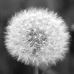 Isabelle Clep-Guetny