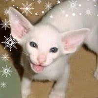 Roeann Fulkerson-Chrisope