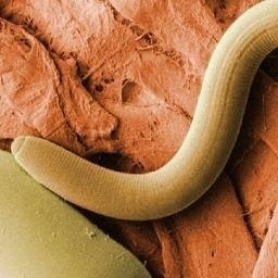Le Nématode