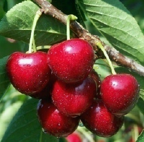 carocherry