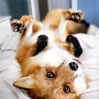 Аделина Синистер