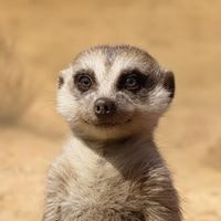 Ploychanok Dumrongsiri