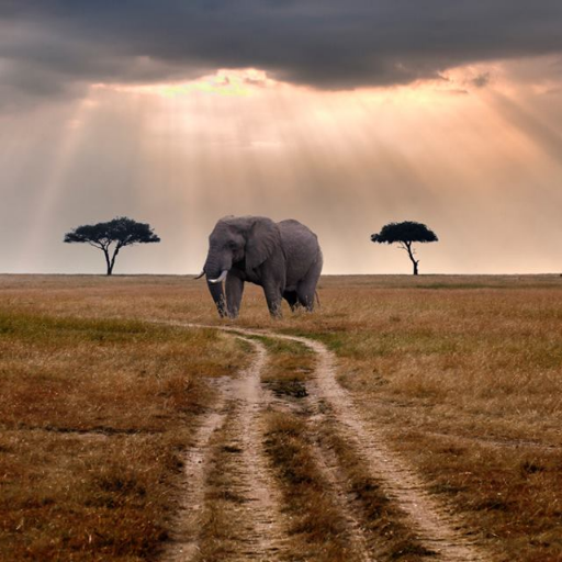 Ndurumo tours and safaris