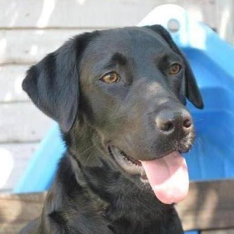 Georgie 🔆🐾🎶