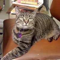 Amy Hamilton Stewart