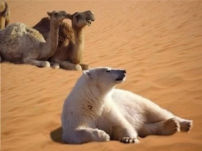 çölde kutup ayısı