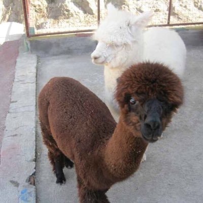 草泥马🦙的流水账