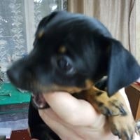 Фёдор Сурков