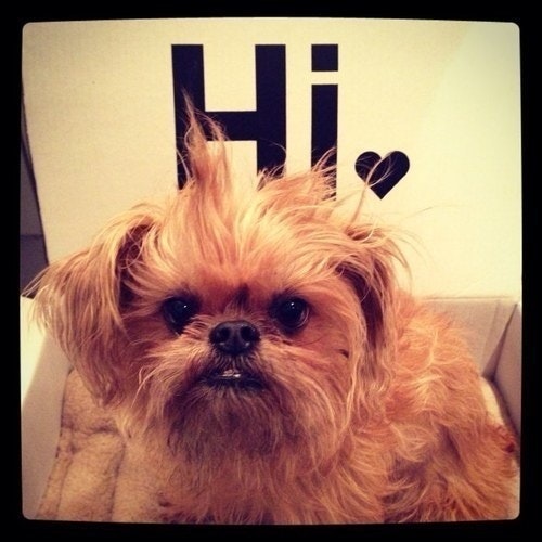 Hanzo Blade of Steel