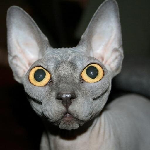 Олександр Саксонік