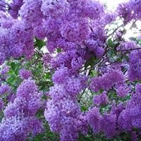 Веселина Стойкова