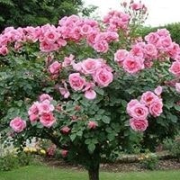 ابراهيم الجوبراني