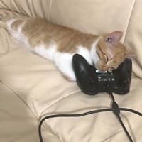 Максим Ерещенко