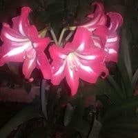 أبوعلي أبوعلي