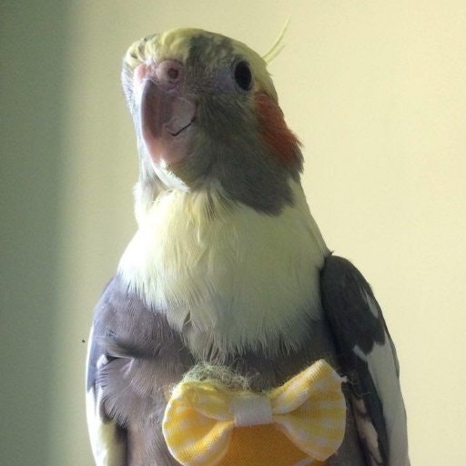 'ㅅ'Annoying Dog(・へ・)