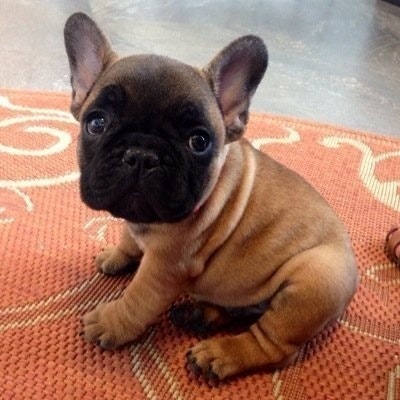 Rufus T Barleysheath