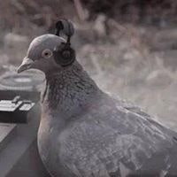 Doris Ampong Williams