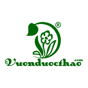 Chè vằng Vườn Dược Thảo