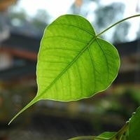 Hoàng Phúc Nguyễn