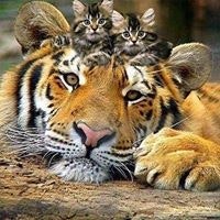 Артем Стріжков