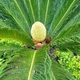 عبدالله الشاوش