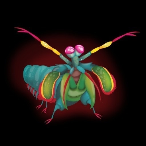 Креветка-богомол